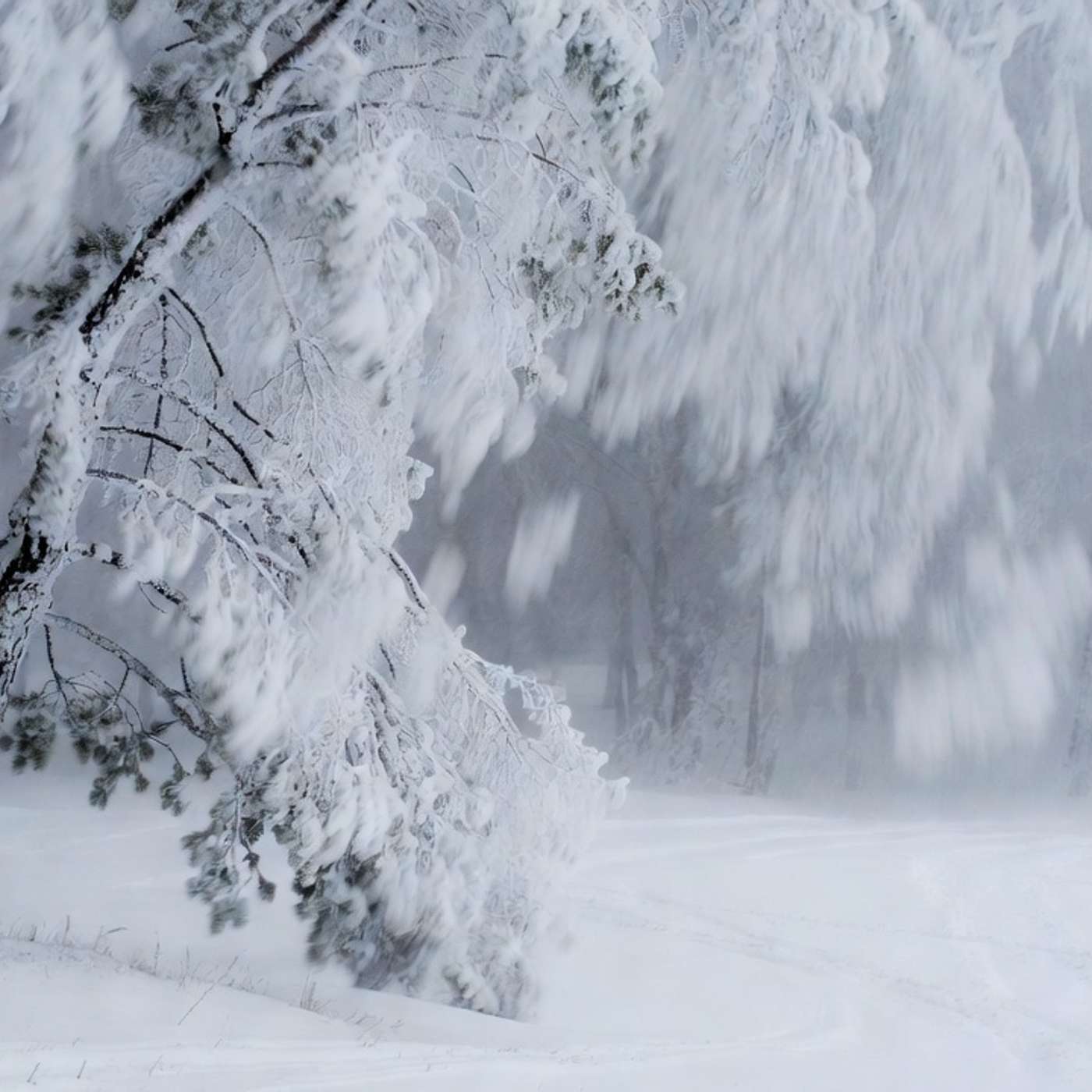 When Winter Hits Carolina: The Great Snowstorm of 2026 episode artwork