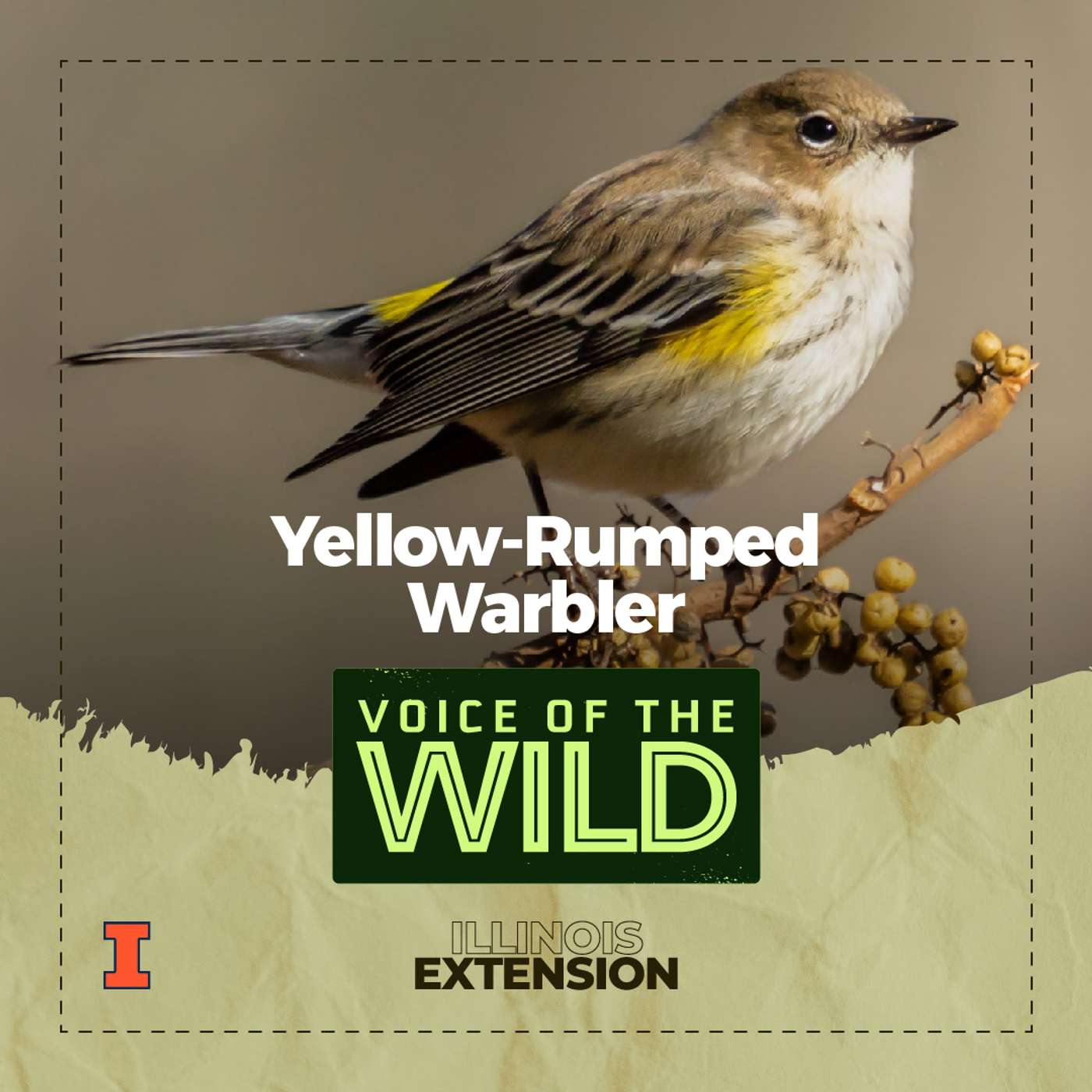 Episode 35: Yellow-Rumped Warbler – Voice of the Wild episode artwork