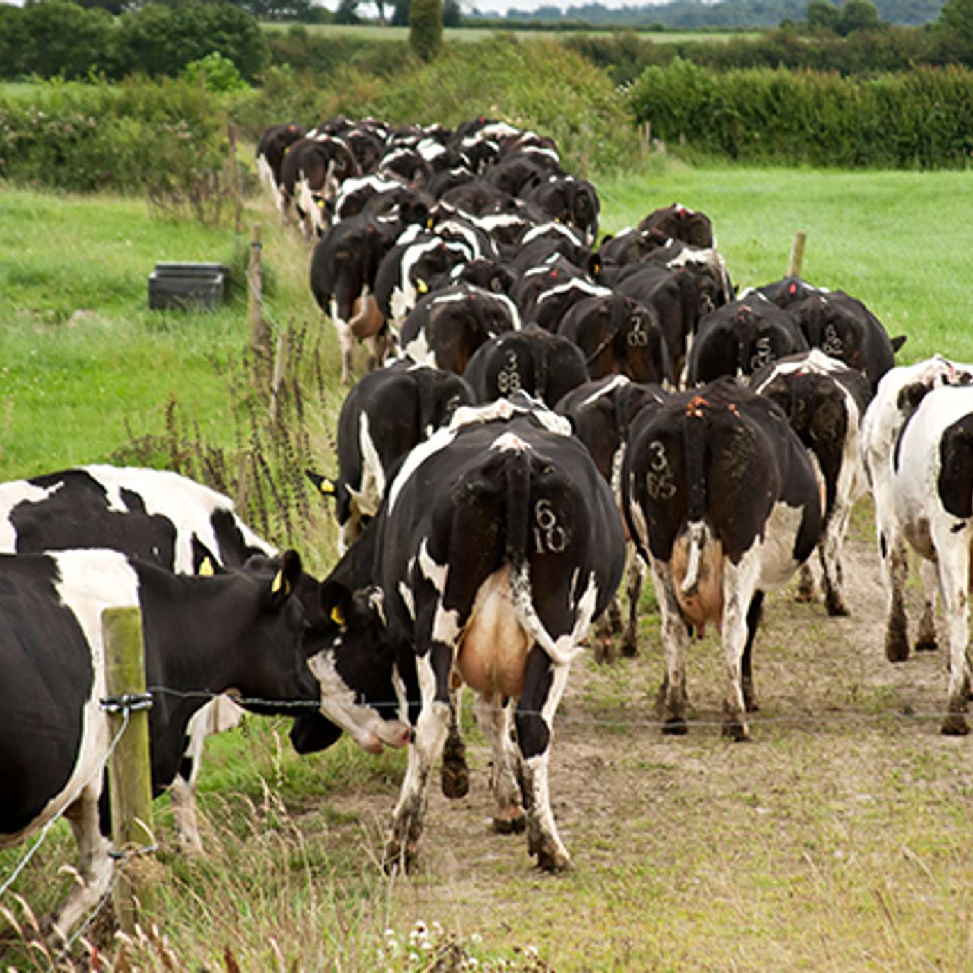 How to achieve a high level of milk performance over the coming months