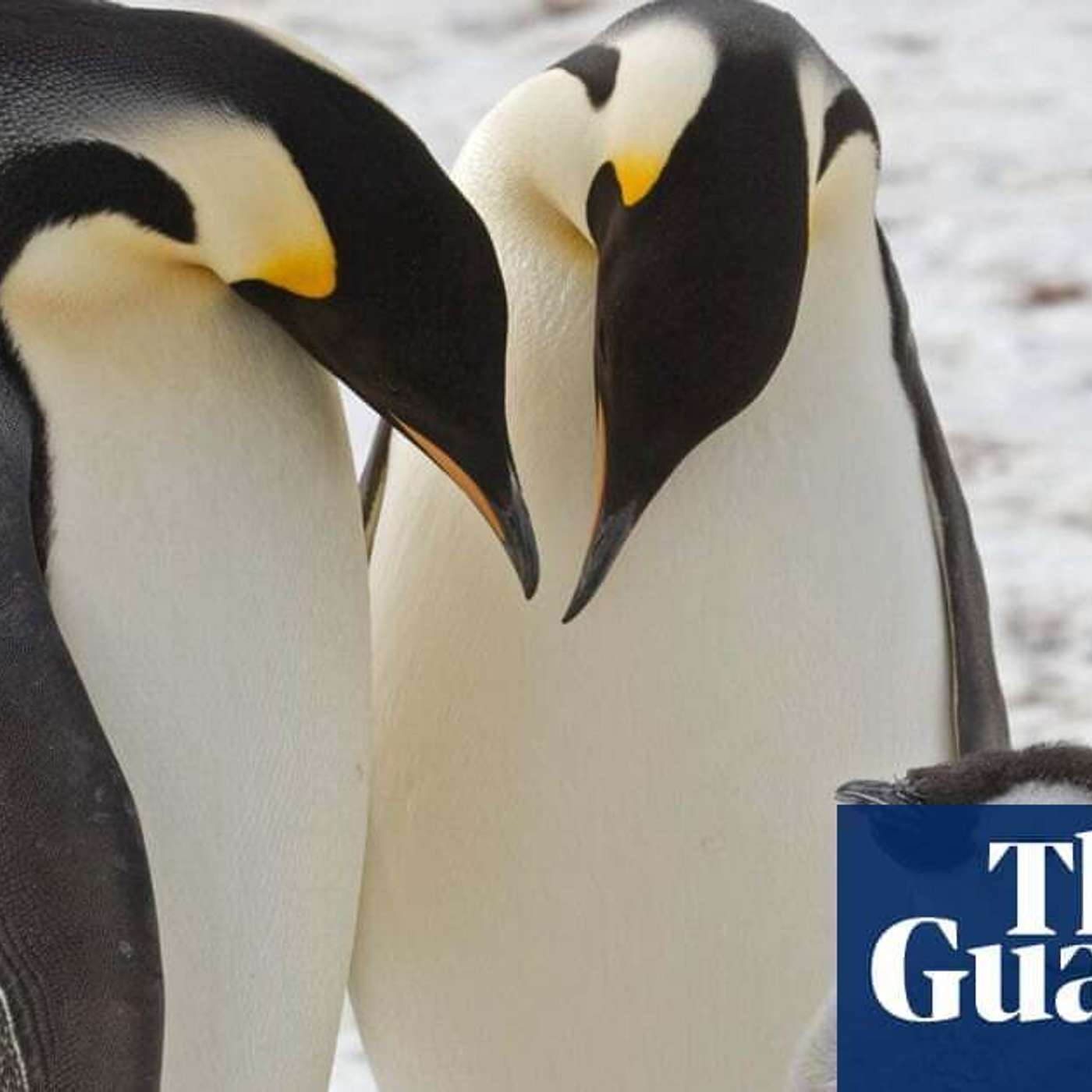 Ingenuity Helicopter Conquers Mars, Kenya's Invasive Ants Threaten Ecosystem, Penguin Colonies Threatened by Climate Change, Sleep Deprivation Enhances Mate Success, and more...