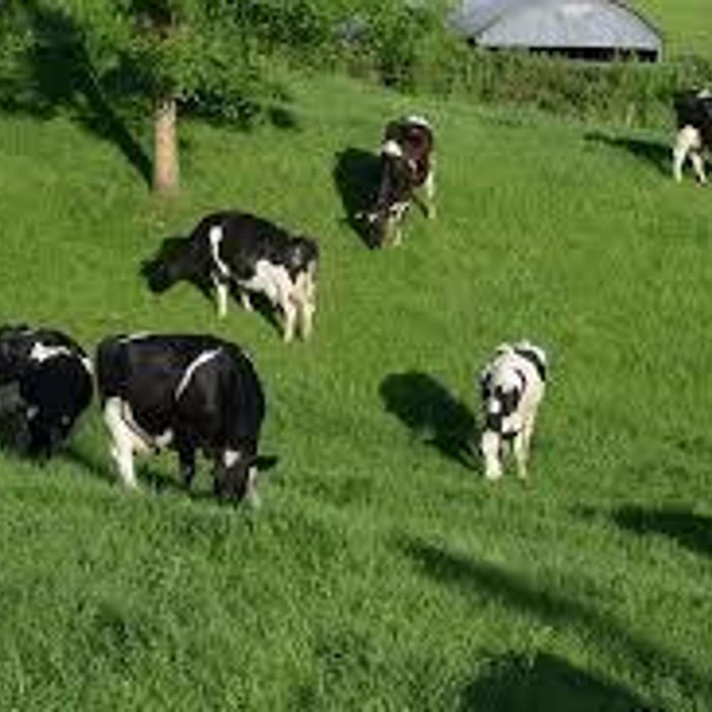 Dairy Farm Profitability