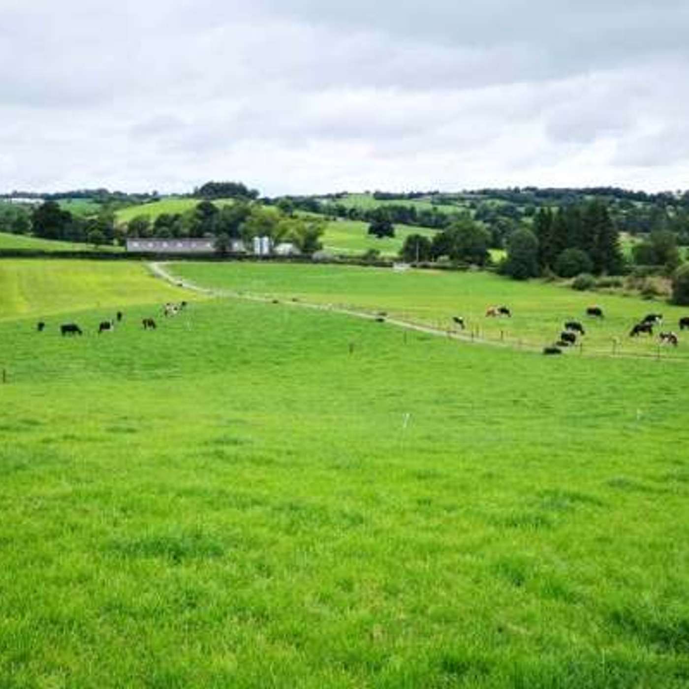 Building grass cover for autumn grazing with Denis Brassil