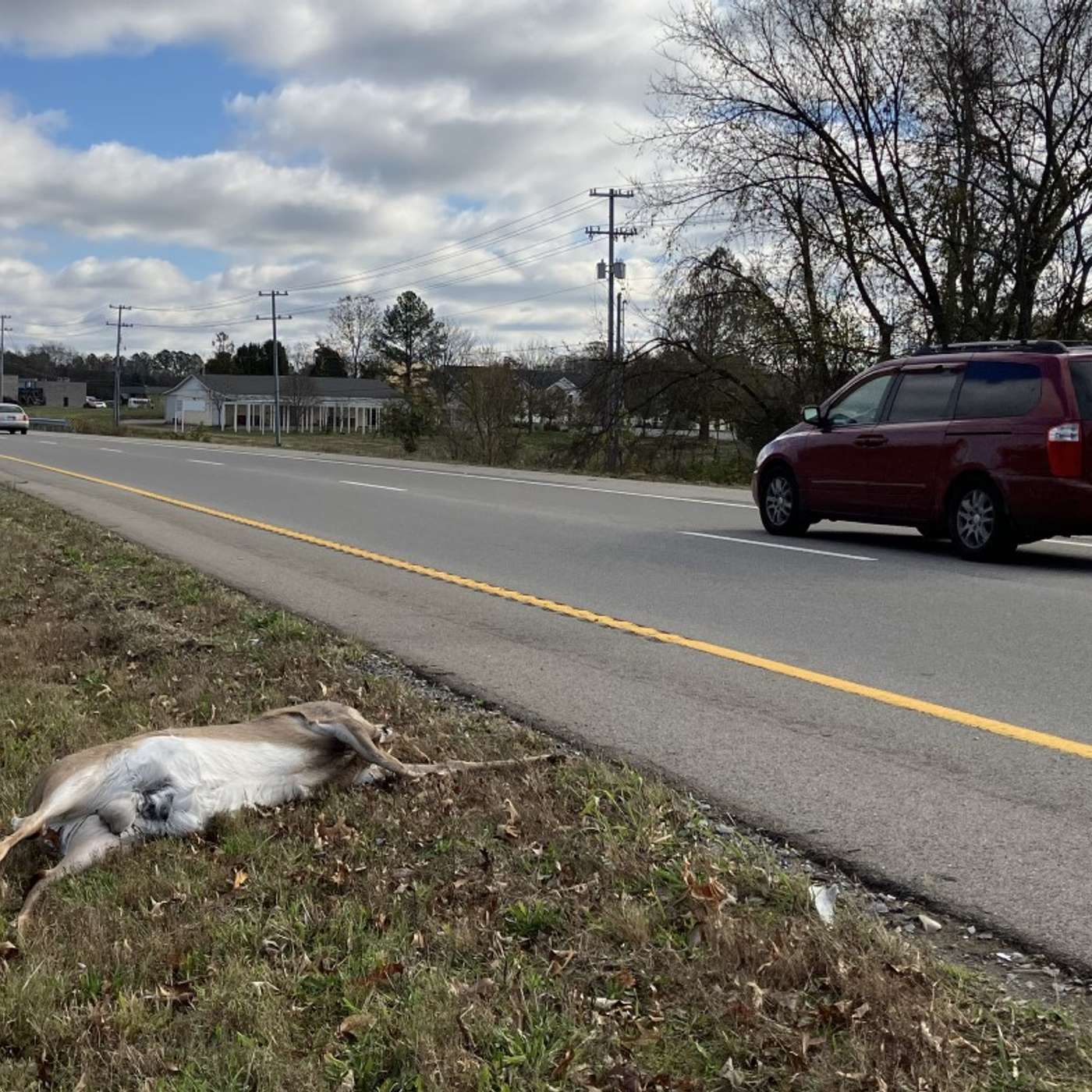 Who picks up roadkill on highways? (And why it's kind of your fault.) episode artwork
