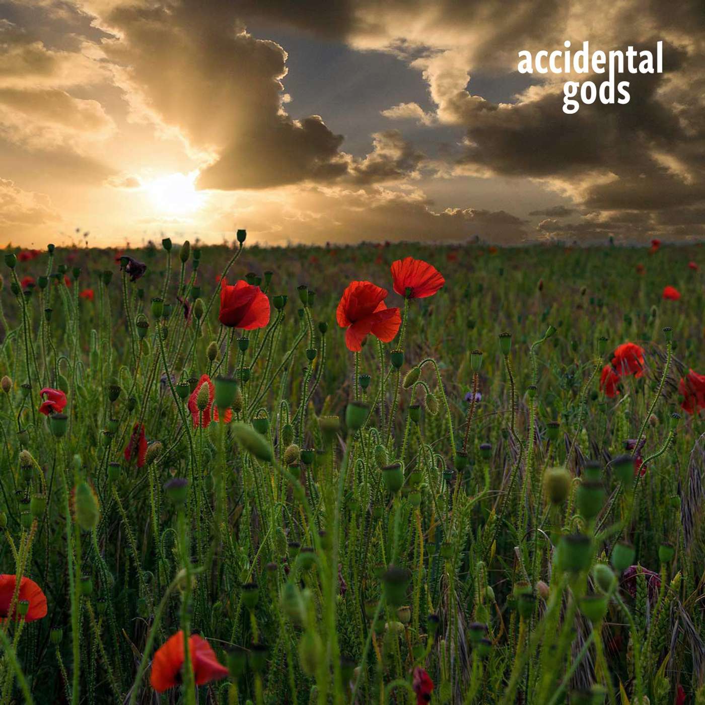 Banking on the Beetles: Creating a local circular agro-economy with Liberty Nimmo of The Three Turnips