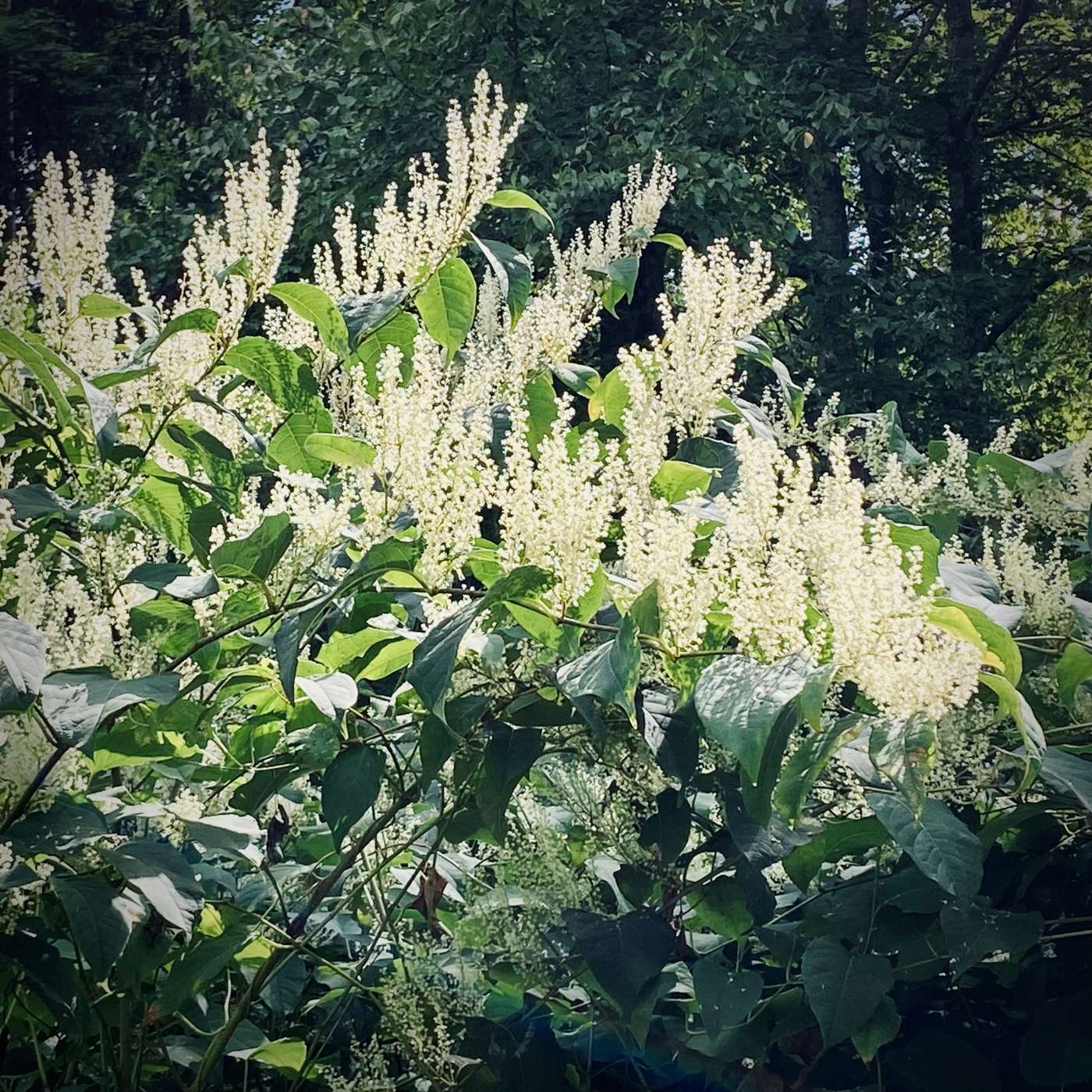 The Nuance of Knotweed and Invasive Species with Hudsonia's Erik Kiviat
