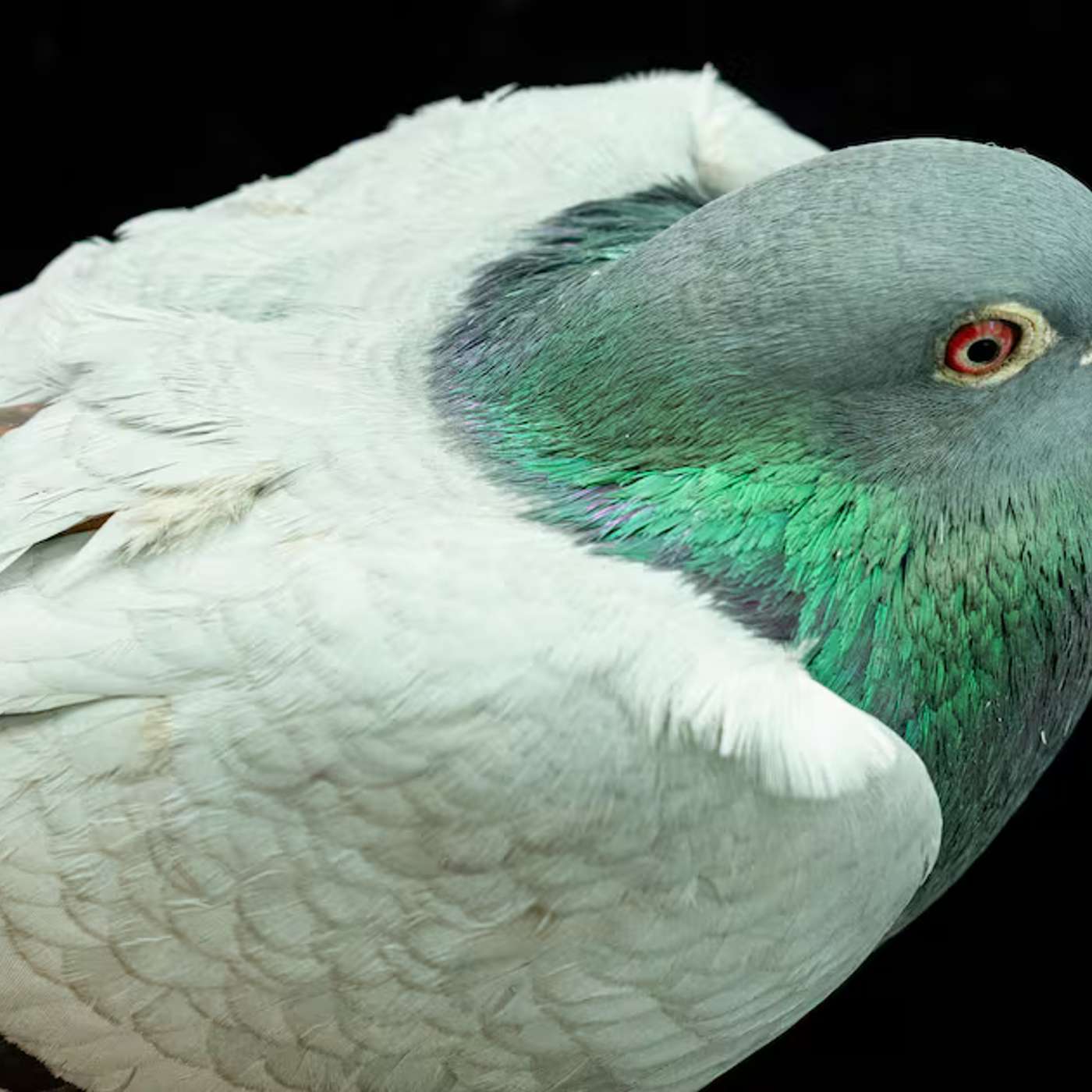 Bepirovirsen Shows Functional Cure Promise, Pigeons Use Liver Magnetic Compass, AI Atlas Maps Immune Roles, Nanoparticle Superlattices Enable Quantum Phases, and more...
