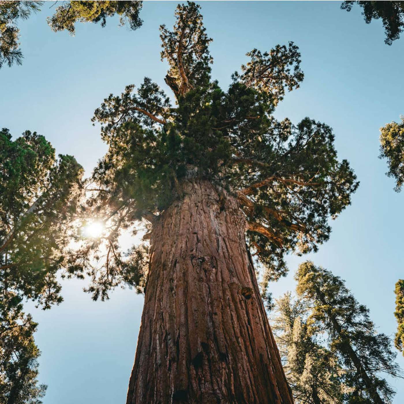 TFL BLOG | Contemplating God Through Nature: What Trees Teach Us About God episode artwork