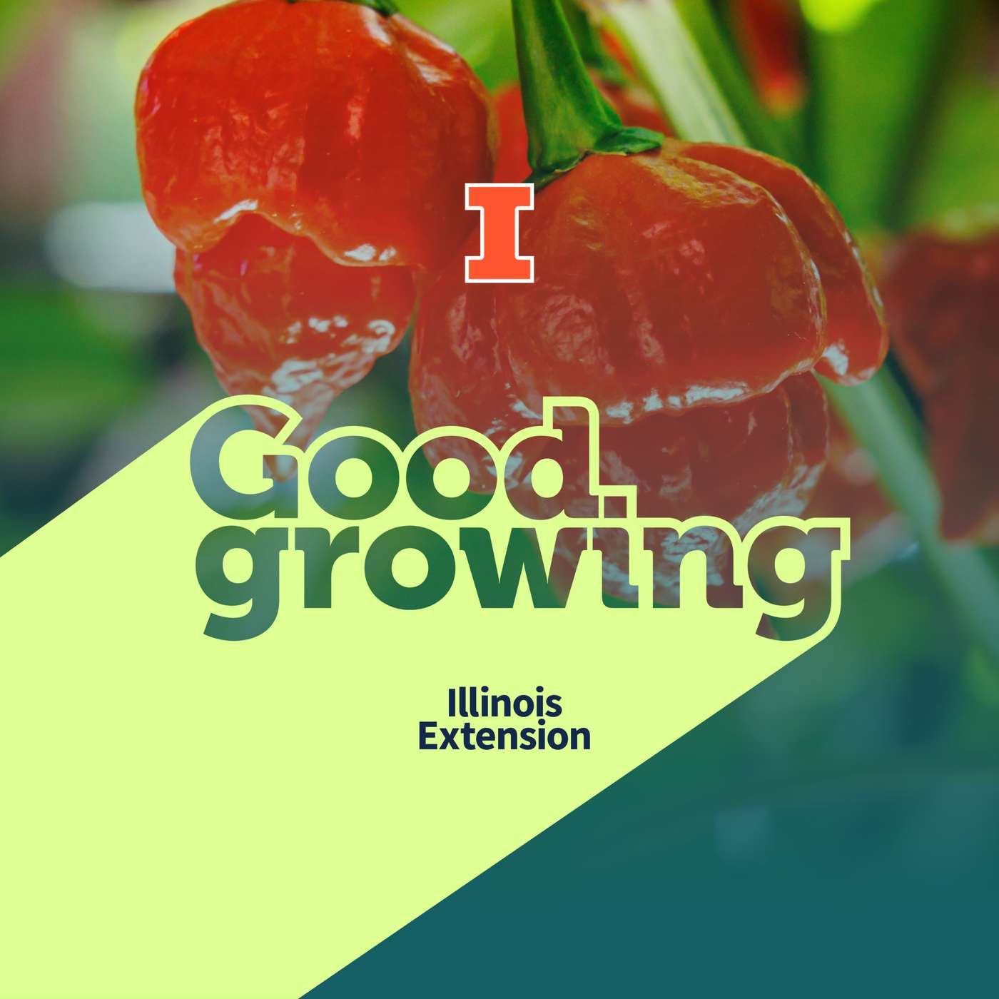 Ep. 256 From mild to wild: Exploring hot peppers | #GoodGrowing episode artwork