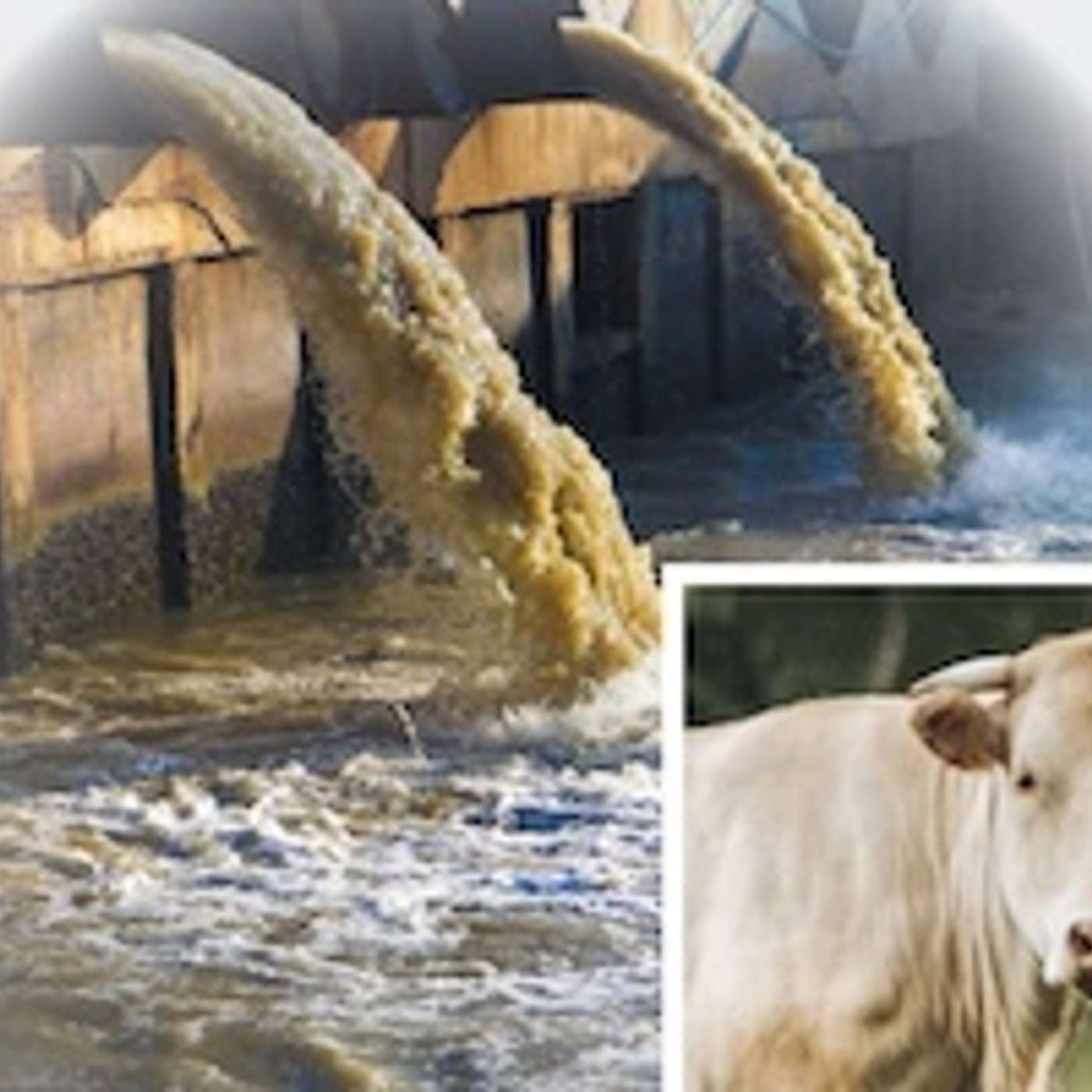 CT Billboard Campaign Educates Public on Many Harms of Animal Factory Farming