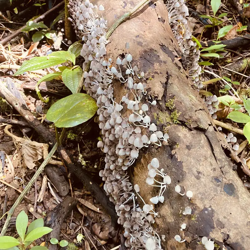 Manly P. Hall & The Secret Teachings of All Ages: Unlocking Hidden Wisdom