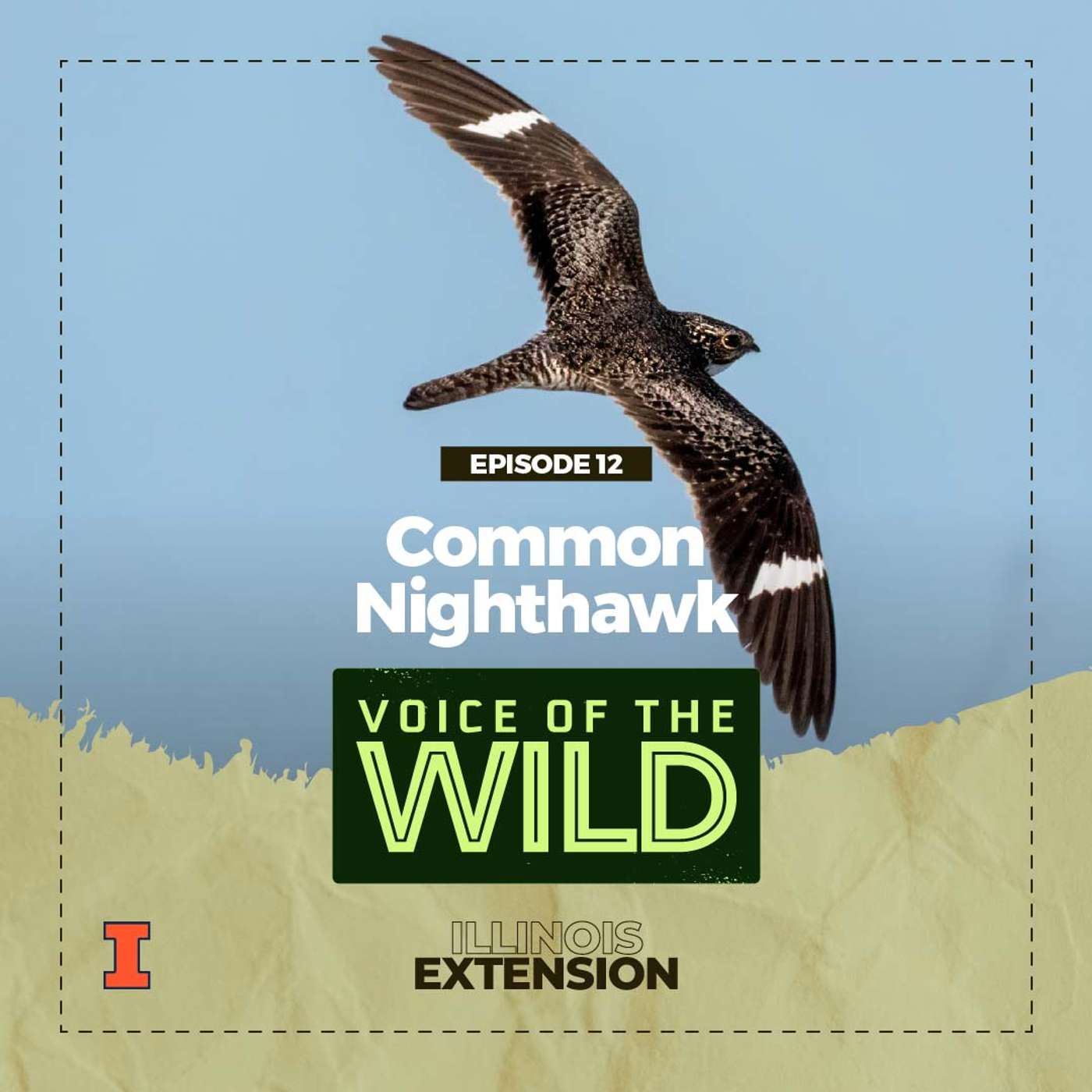 Episode 12: Common Nighthawk – Voice of the Wild episode artwork