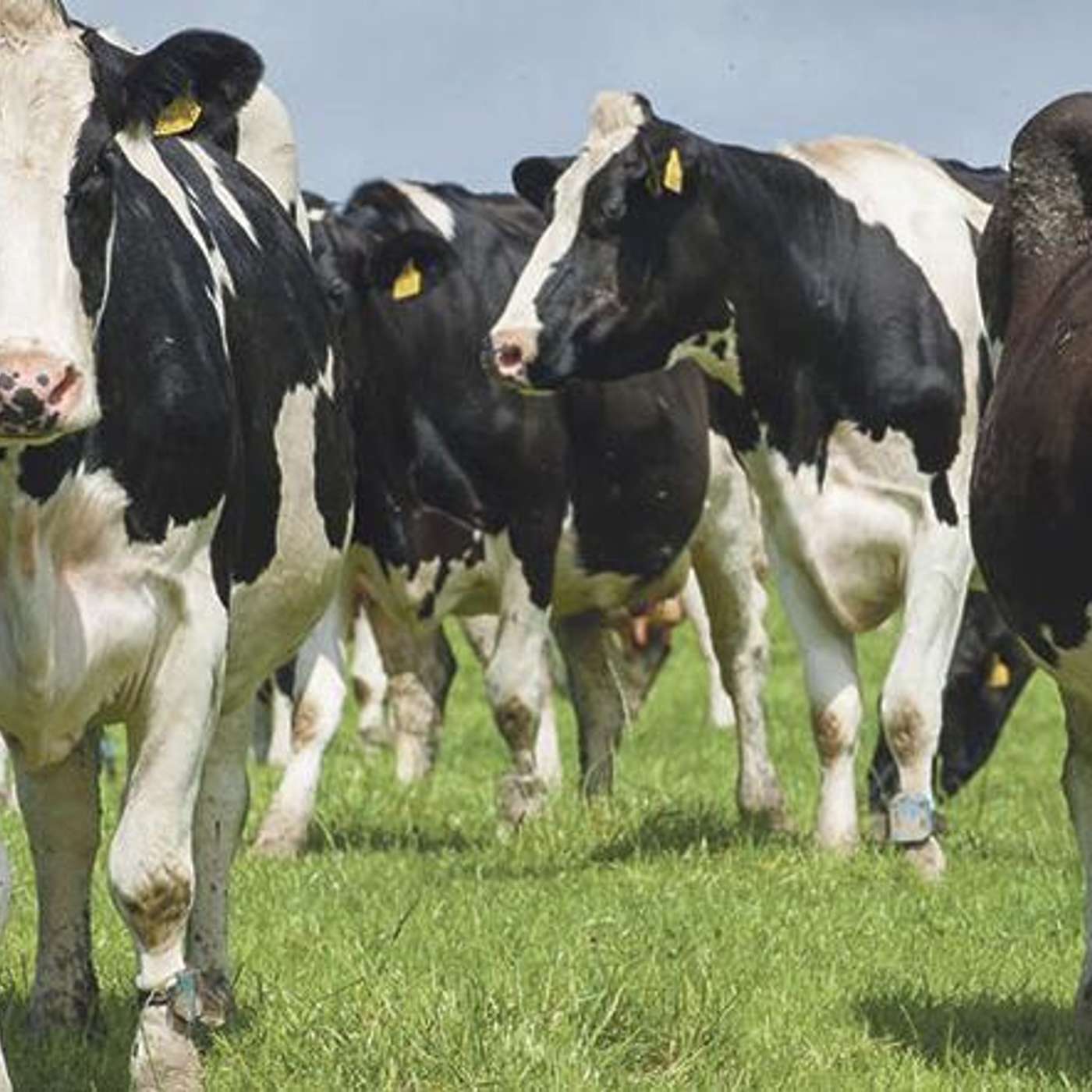 Results of the 2018 Teagasc National Farm Survey