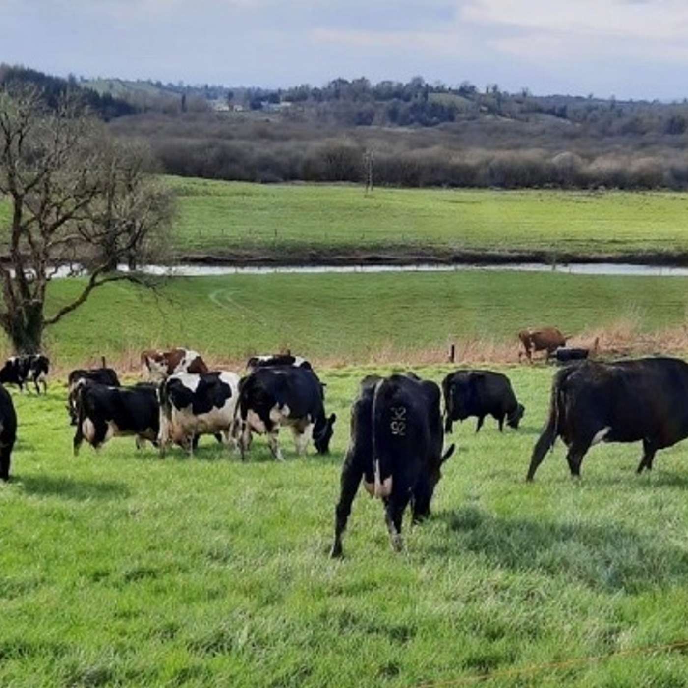 Dairy Market Outlook for 2024