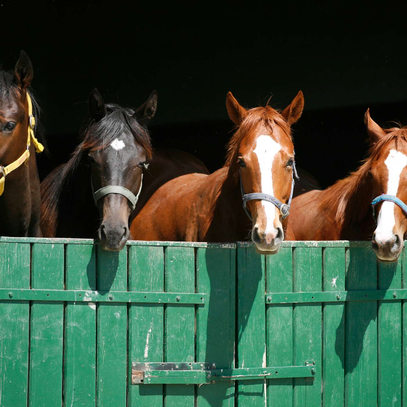 Horses, Hearing, and the Harmony of Sound