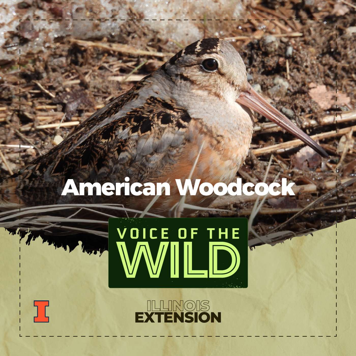 Episode 46: American Woodcock – Voice of the Wild episode artwork