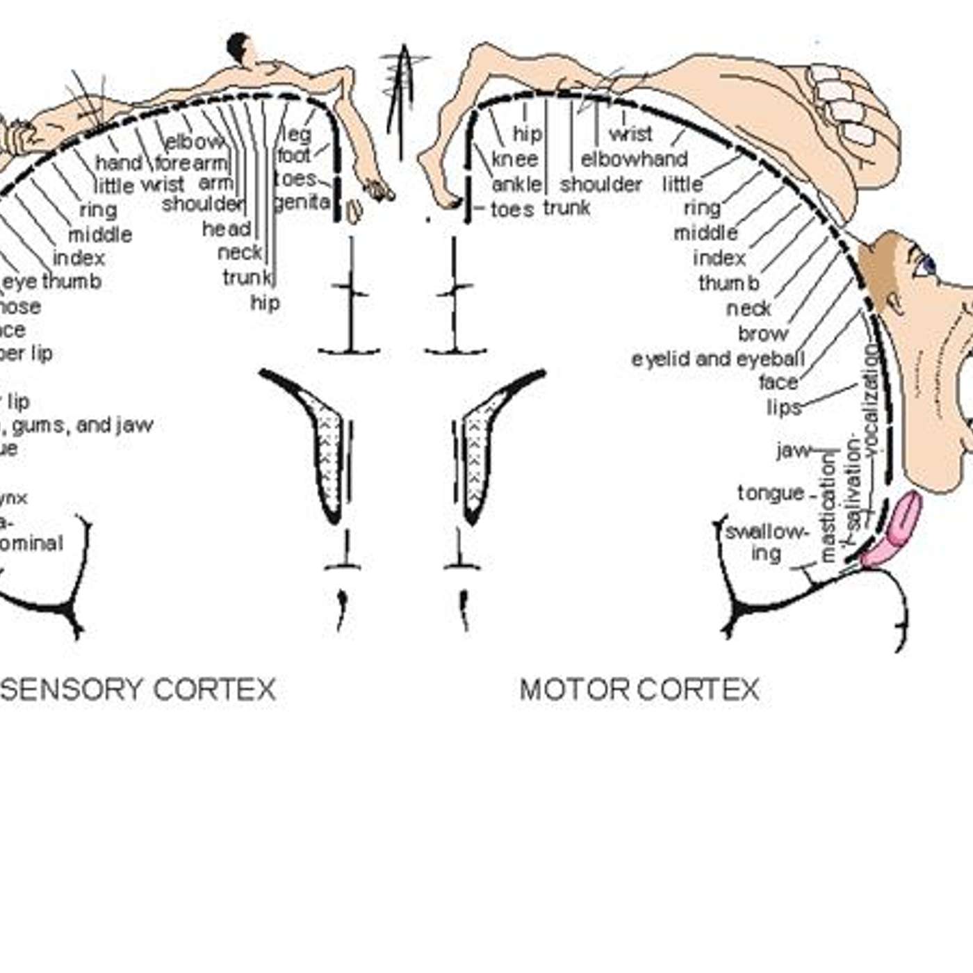 Advanced LifeWave Patching Protocols to Support Nervous System Health episode artwork