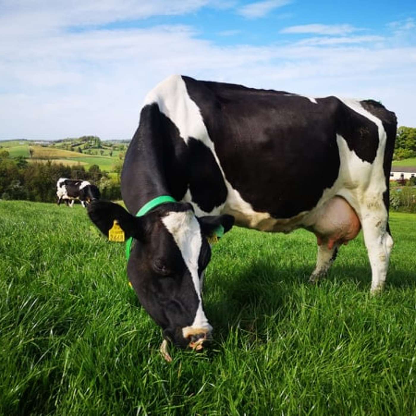 Laurence Shalloo on the challenges facing the dairy industry