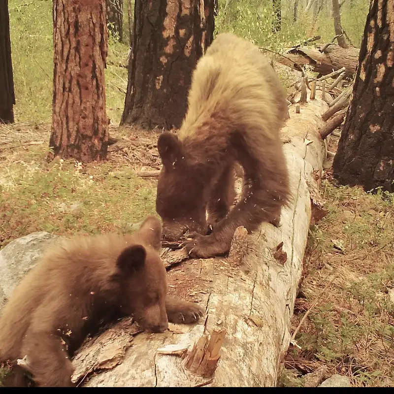 Wildlife Babies Amongst Us