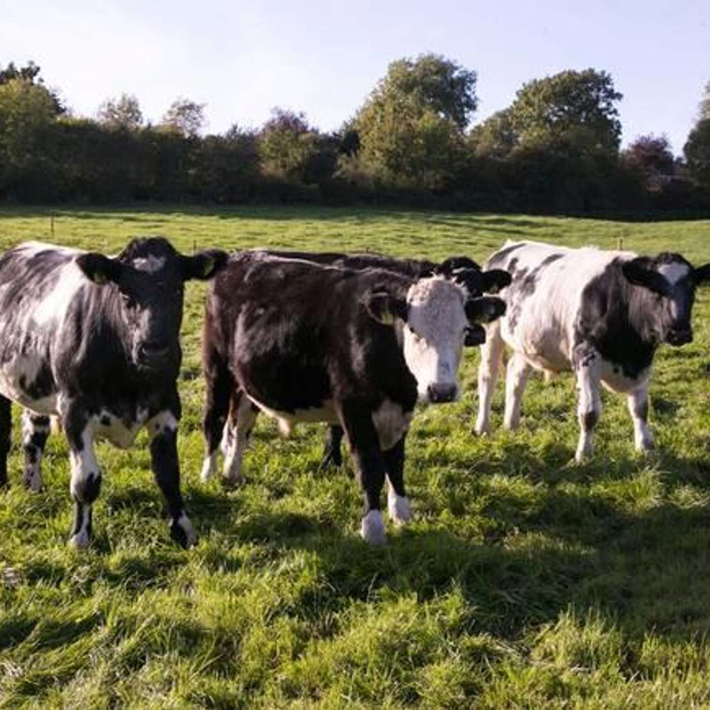 The factors to consider for extending lactation of dairy cows through the winter