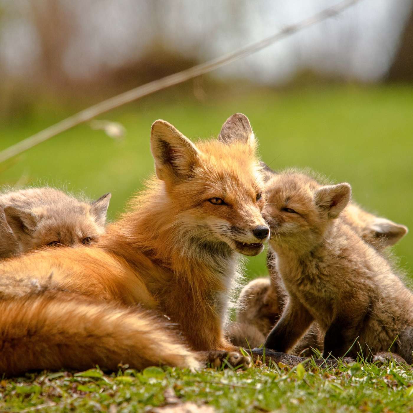 This Great Mother's Love - Patrick Bansho Green, Zen Teacher