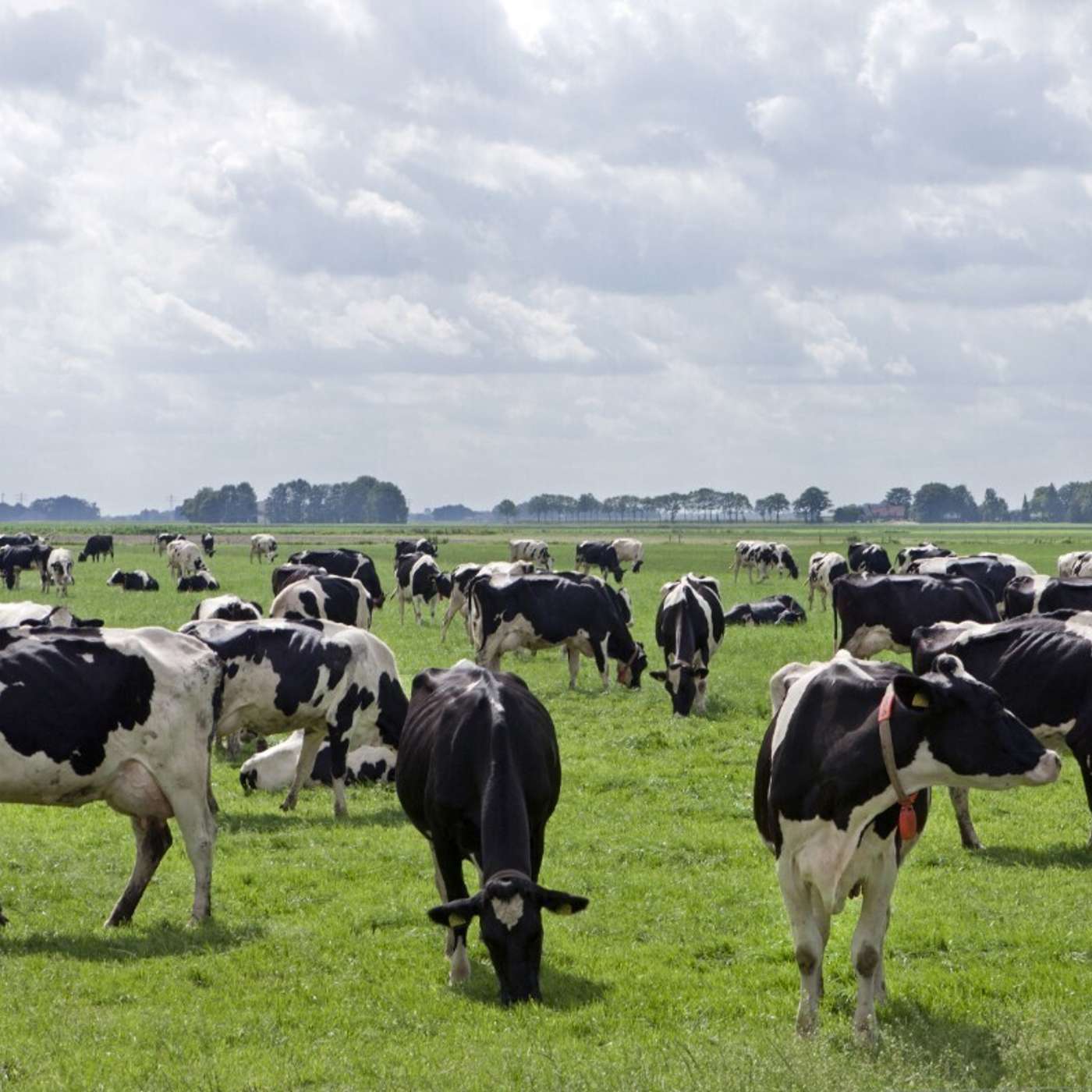 Why the Irish dairy industry has the capacity for continued growth