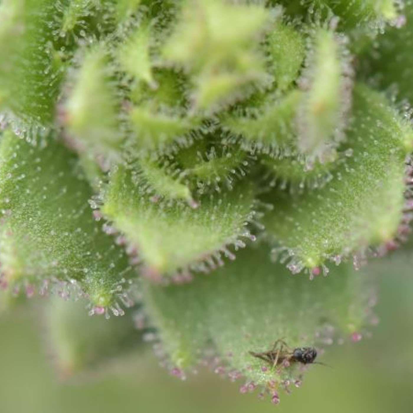 Celebs Launch $200M Biodiversity Drive, Breast Cancer Criteria Miss Most Cases, Carnivorous Plant Confirms Darwin, CRISPR Beagles Create Allergy Free Pets, and more...