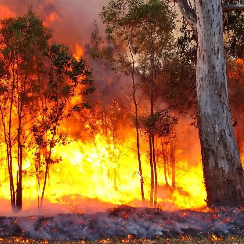 COP28 : les conséquences écologiques des changements climatiques