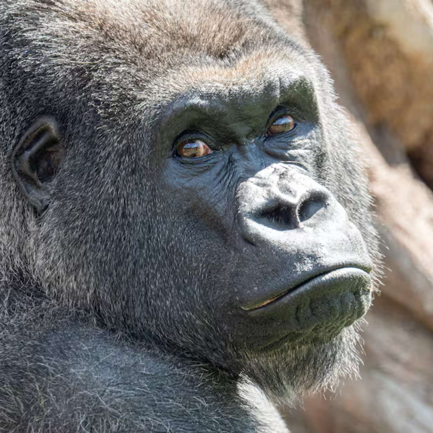 Nagatitan Deepens Asia Giant Sauropod, Zoos Swap Gorillas for Diversity, Prenatal Antidepressants No Link, RNA Sequencing Sparks Precision Medicine, and more...