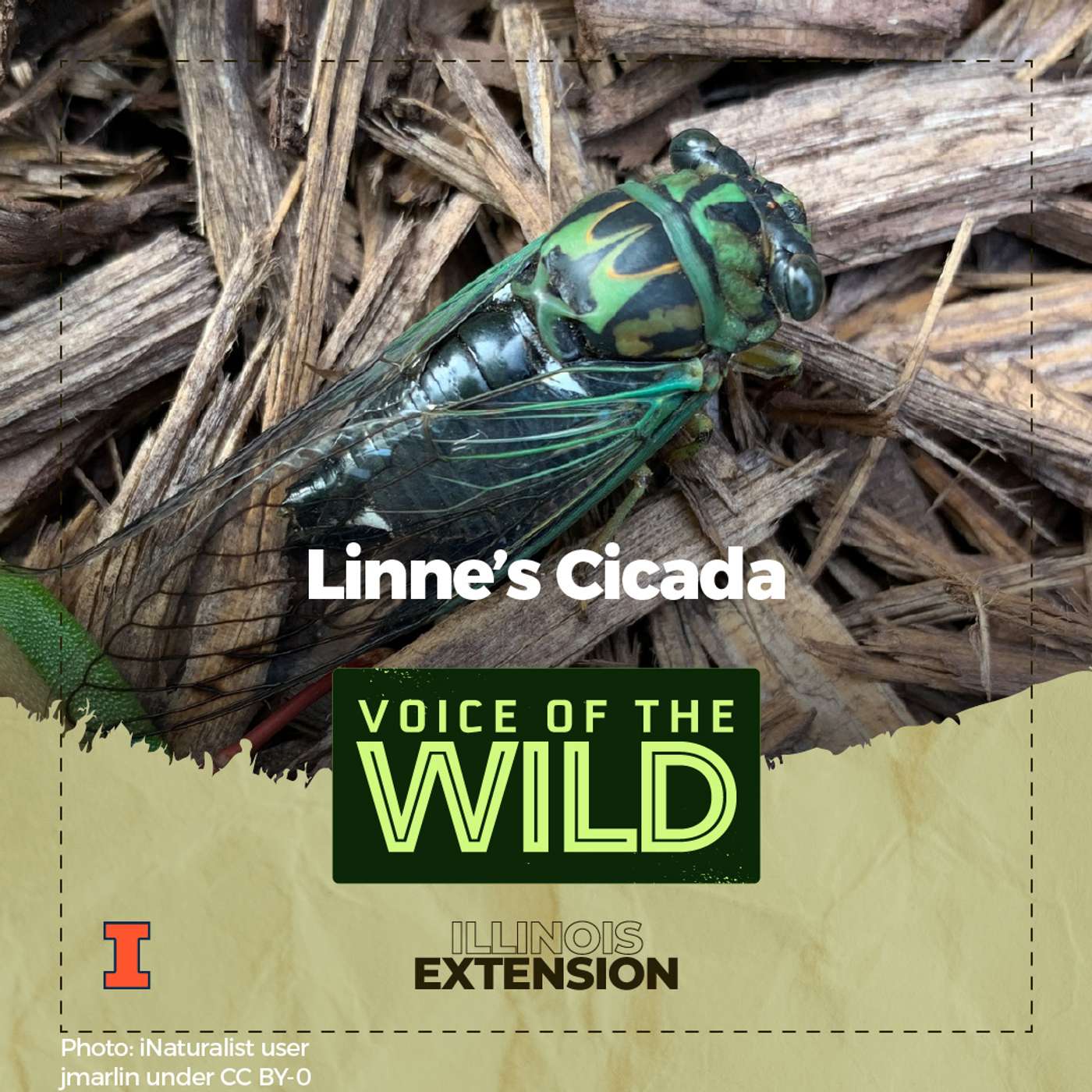 Episode 66: Linne’s Cicada – Voice of the Wild