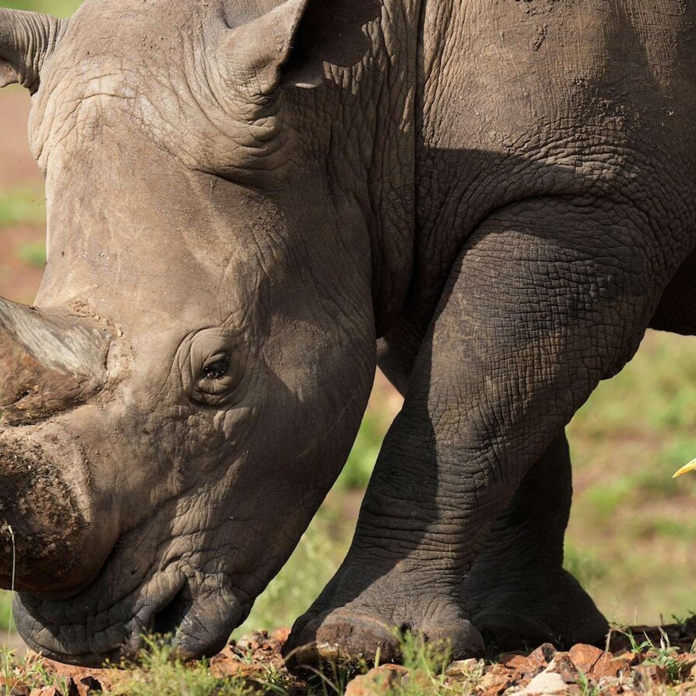 Rhino Relocation in Kenya, Grey Squirrels Edge Out Reds, Coastal Wetlands at Risk, Record-Breaking Platypus Offers Survival Clues, and more...