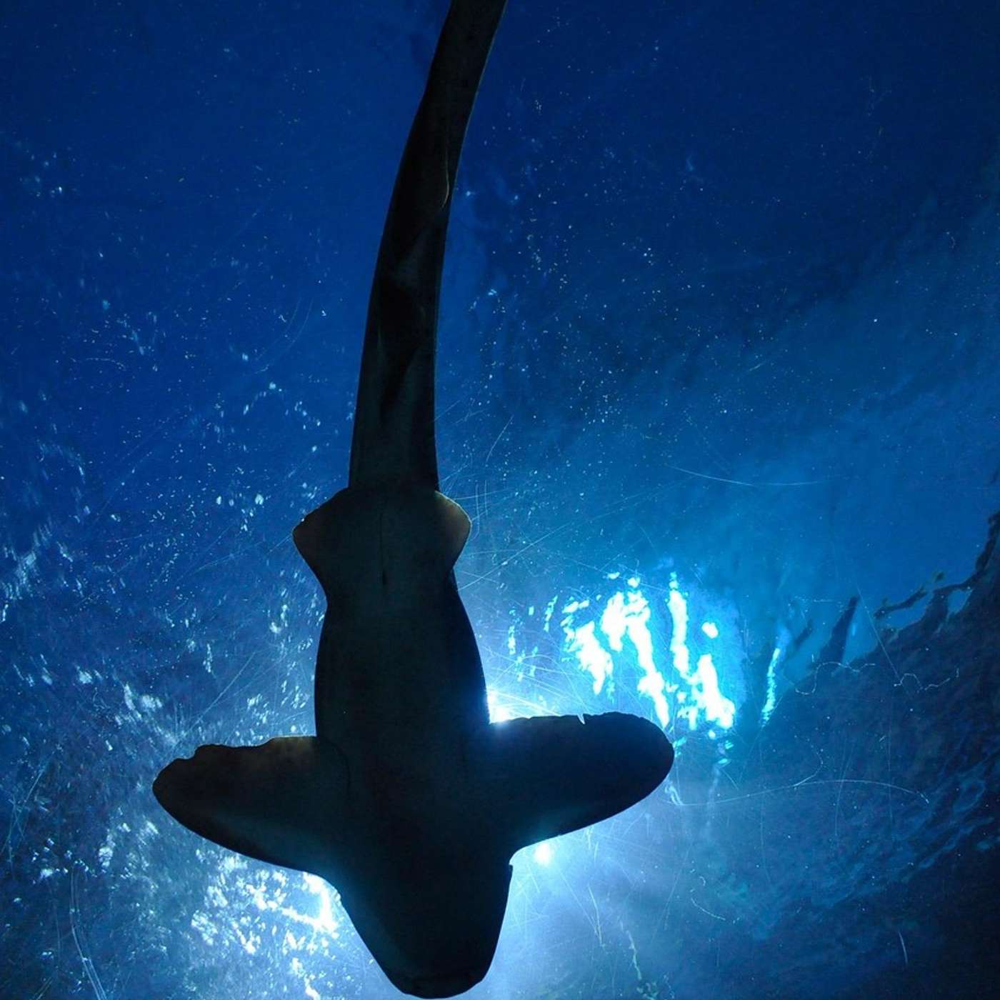 Nurse Sharks Nurse Sharks