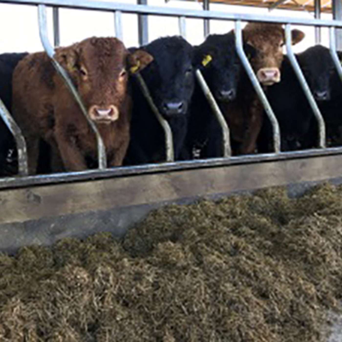 Bluetongue Explained: What Beef Farmers Need to Know Bluetongue Explained: What Beef Farmers Need to Know