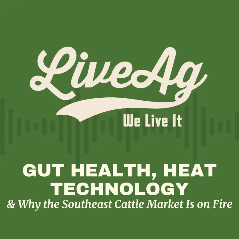 Gut Health, Heat Technology & Why the Southeast Cattle Market Is on Fire