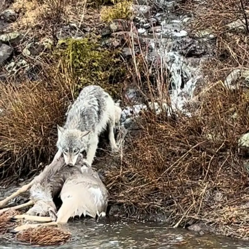 Cervid Farm Ban in Cook County and Wolf Finds Deer Near Highway 61