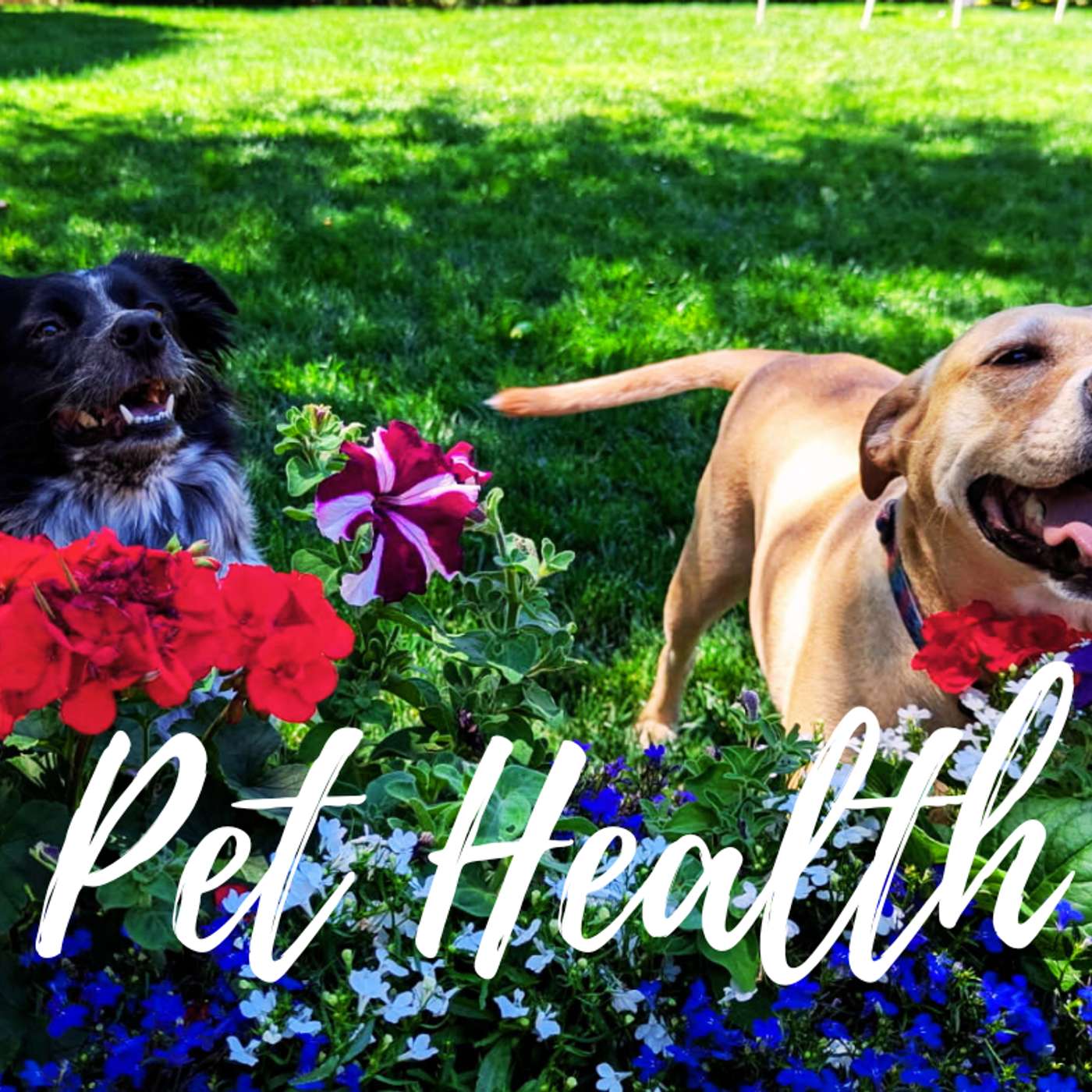 Pet Guide to Health Toxicity episode artwork
