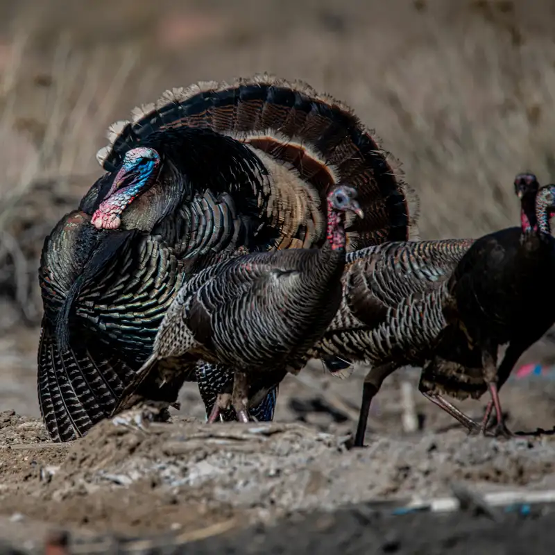 Turkey Reintroduction in Minnesota & The Upcoming Spring Hunting Season