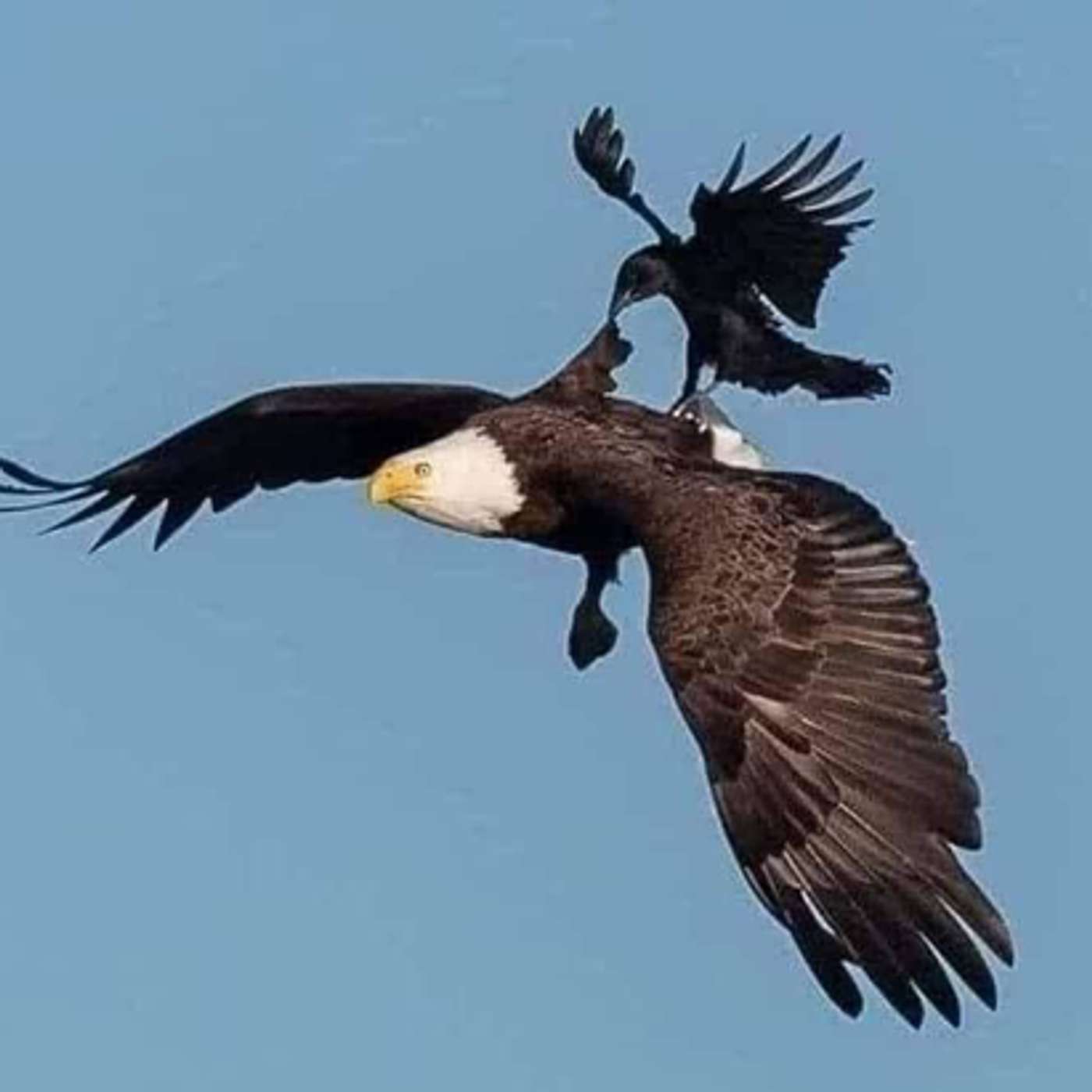 What does an eagle do when a crow jumps on its back?? (Life lesson!)