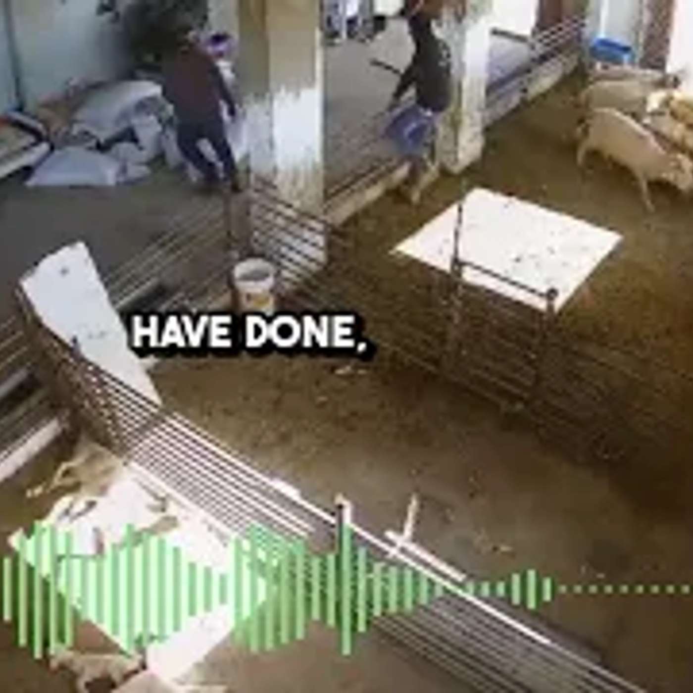 Killing Lambs in the West Bank