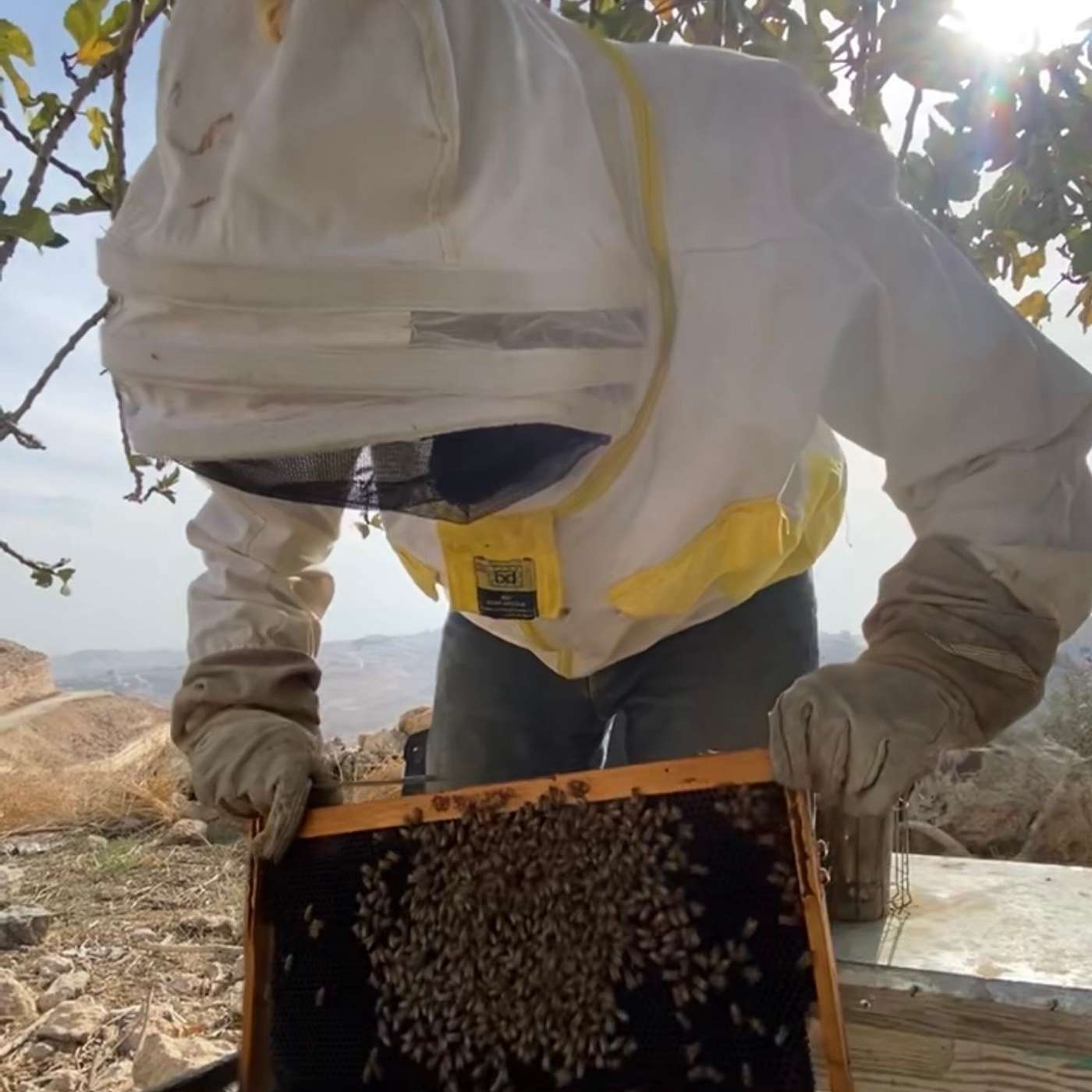 Palestinian Beekeepers