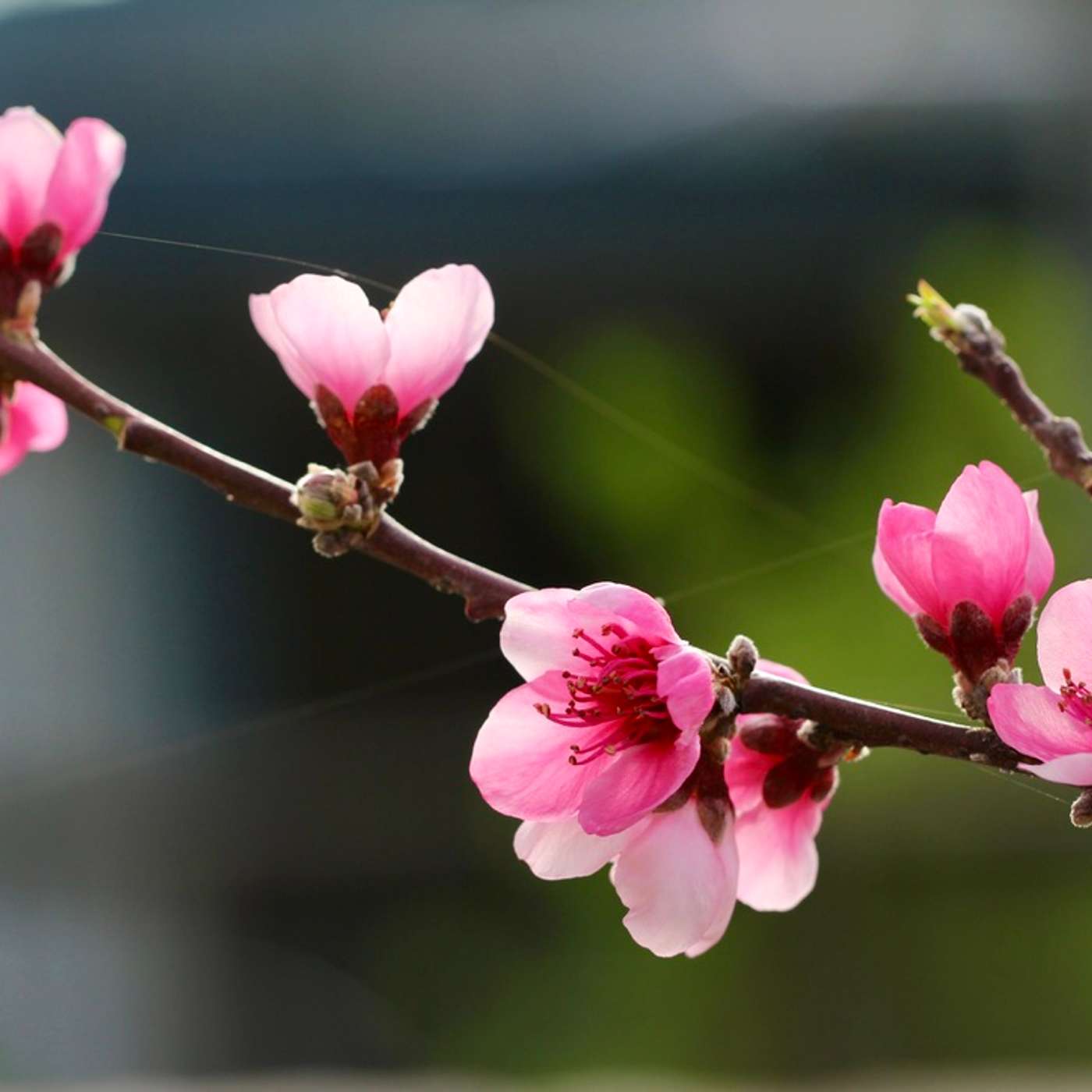 2.6b Narrative Poem: "Cherry Blossoms" by Deborah episode artwork
