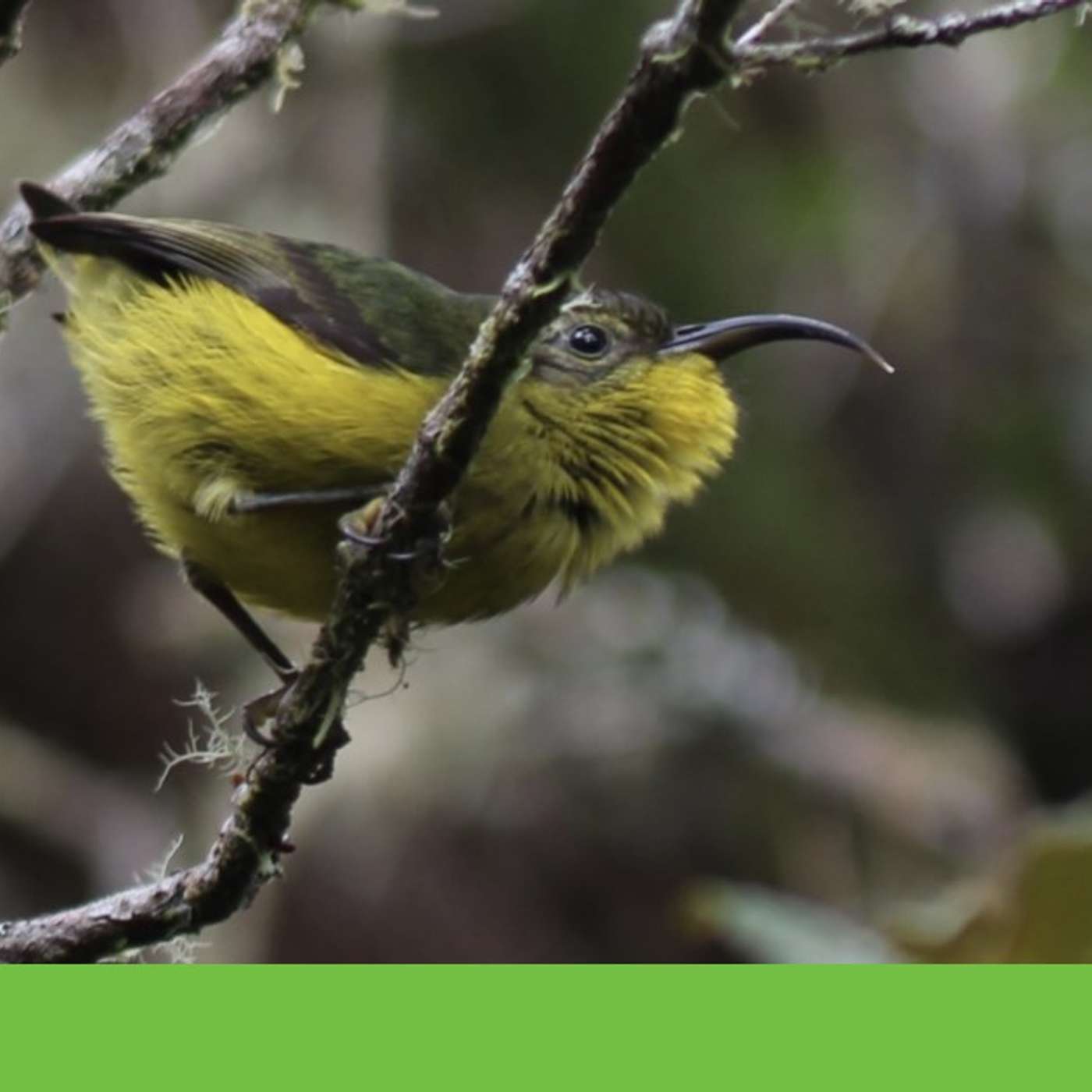 Bird Extinction Crisis Deepens, New Bat Viruses Discovered in China, Toddlers Outpace AI in Language, Georgia Tech Unveils Praseodymium Breakthrough, and more...