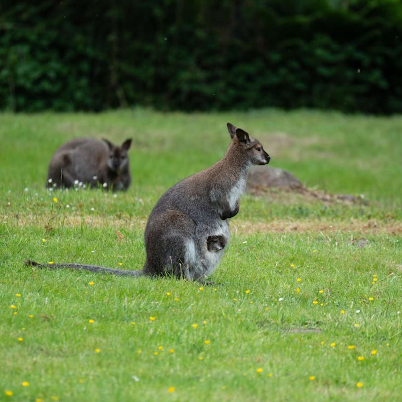 Australia dropped Carrots from the sky to save Wallabies!! episode artwork