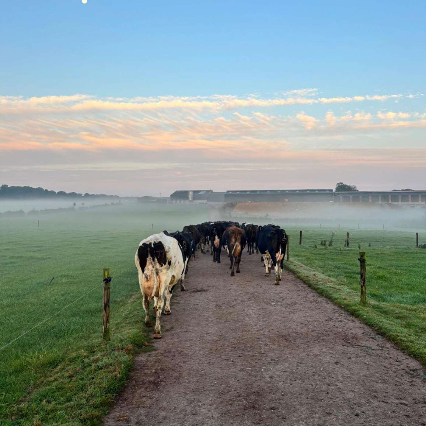 Robust Dairy Farming for Future Challenges