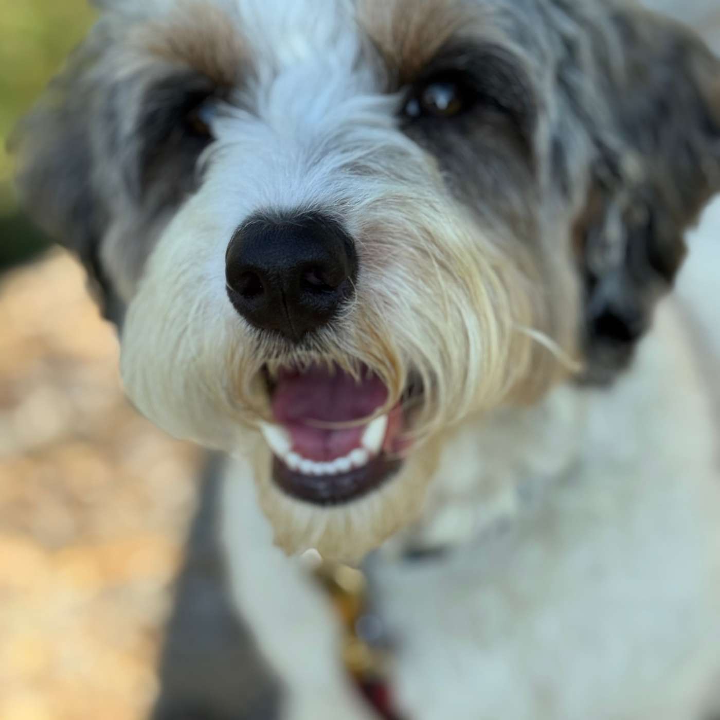 The Doodle Dilemma: What Breed Is That Dog Anyway?