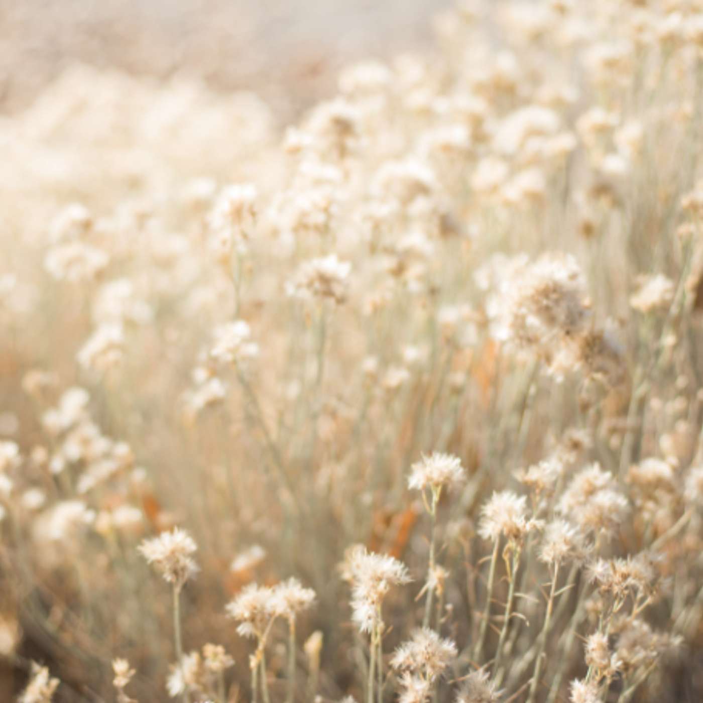 Karmels hage på St Rita Radio