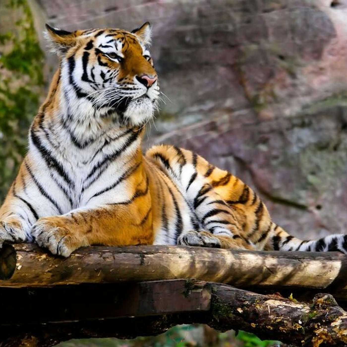 Sundarbans: World's largest mangrove forest & home to Royal Bengal Tiger episode artwork