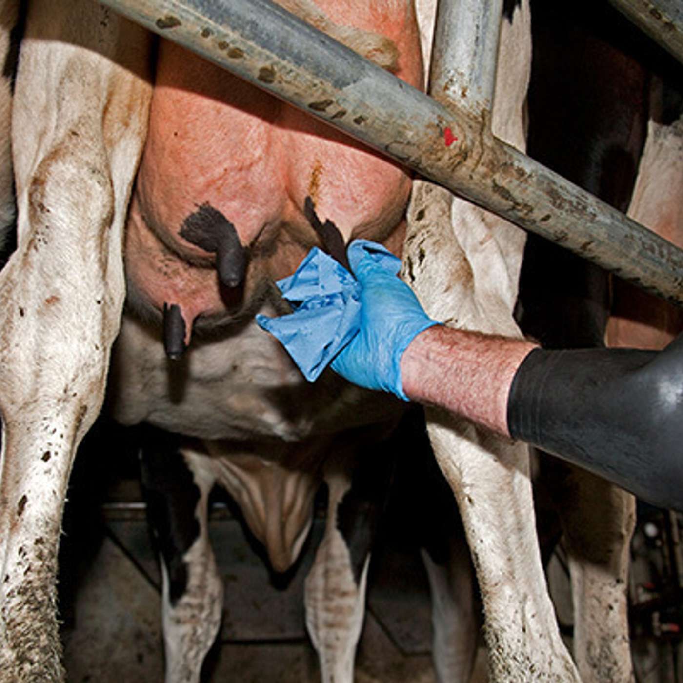 Successfully implementing selective dry cow therapy for the drying off season