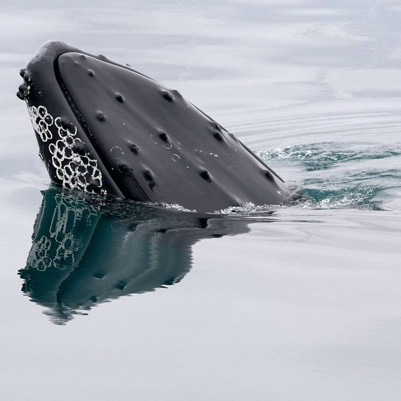 What Do Whales Do At Night?
