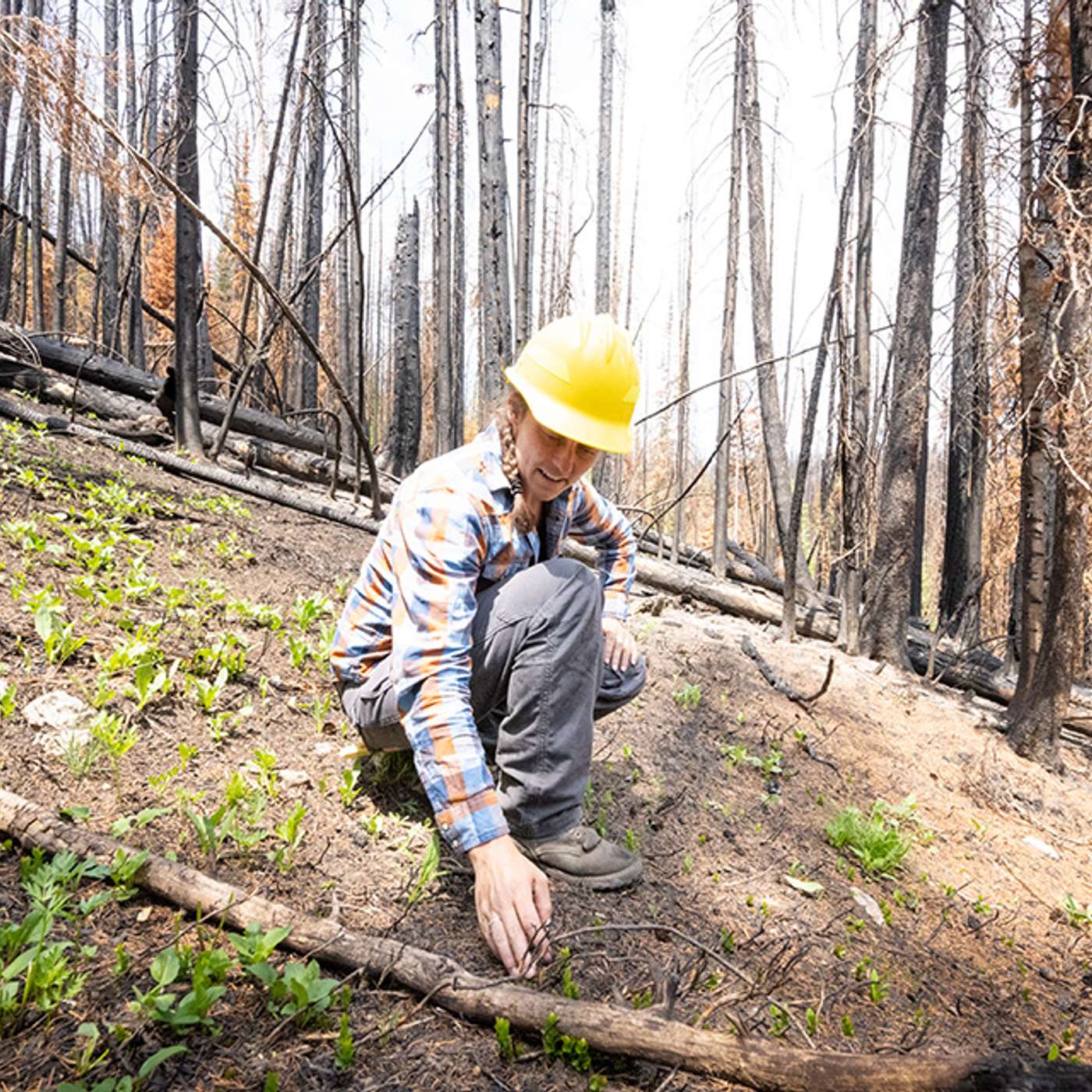How are past wildfires altering the future of forests? episode artwork