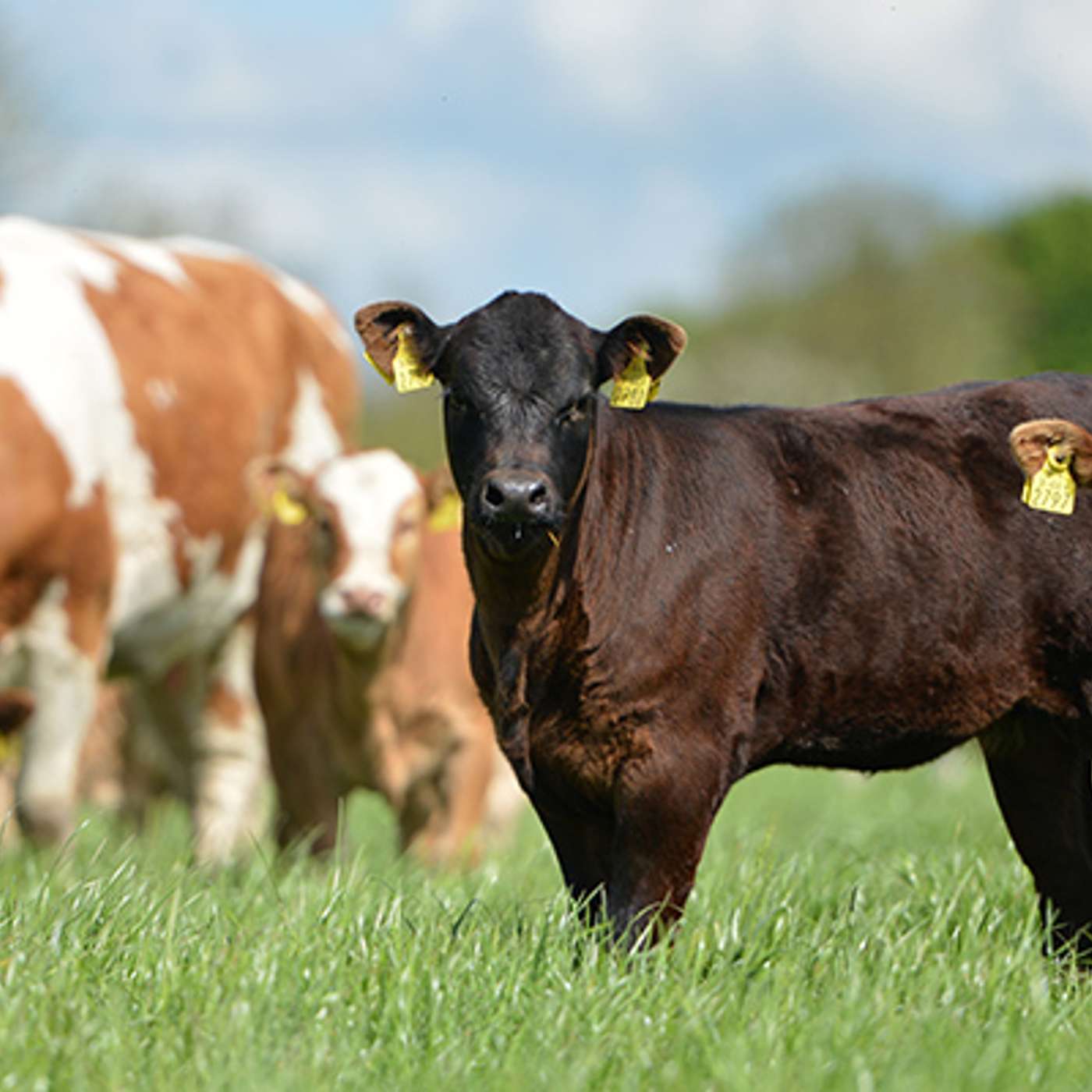 Beef markets and budgets with David Argue Beef markets and budgets with David Argue